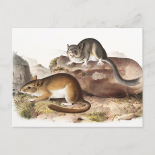 NeotomaMaus (Neotoma Drummondii) Postkarte