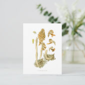 Neottia nidus avis postkarte (Stehend Vorderseite)