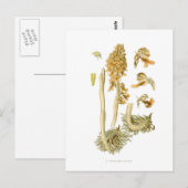 Neottia nidus avis postkarte (Vorne/Hinten)