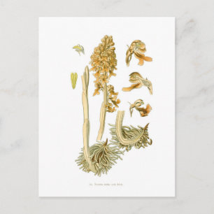 Neottia nidus avis postkarte