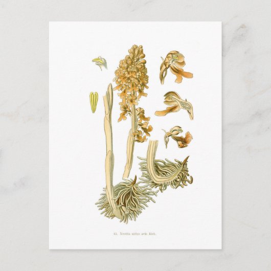 Neottia nidus avis postkarte (Vorderseite)