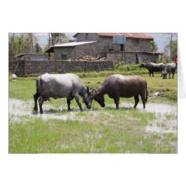Nepal Water Buffalo Schlagköpfe