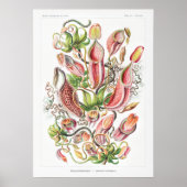 Nepenthes Art Prints Poster (Vorne)
