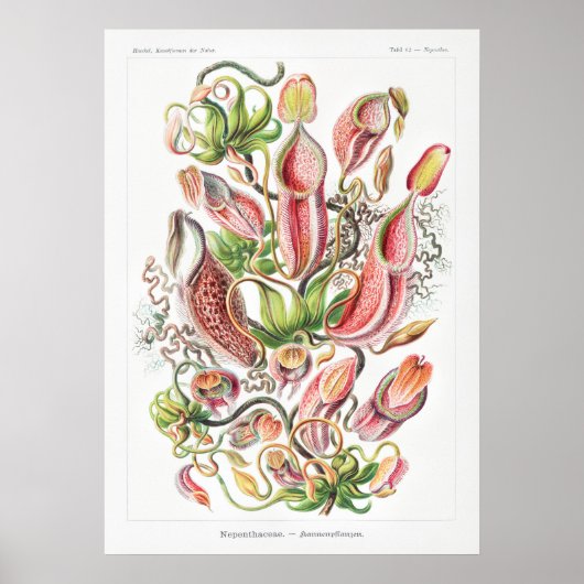 Nepenthes Art Prints Poster (Vorne)