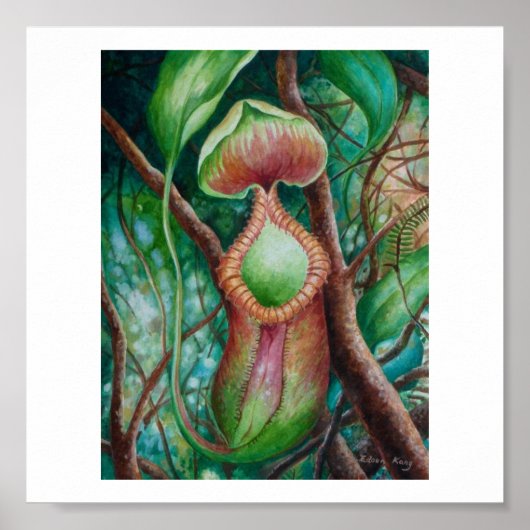 Nepenthes Marcophylla Watercolor Art Poster (Vorne)