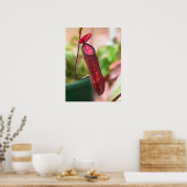 Nepenthes muluensis Pitcher Poster (Küche)