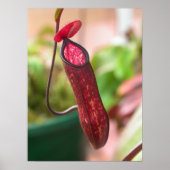 Nepenthes muluensis Pitcher Poster (Vorne)