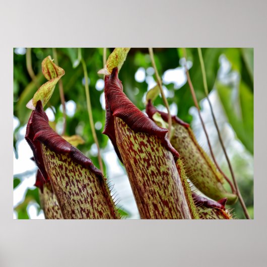 Nepenthes-Pflanze Poster (Vorne)