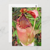 Nepenthes sumatrana Foto Postkarte (Vorne/Hinten)
