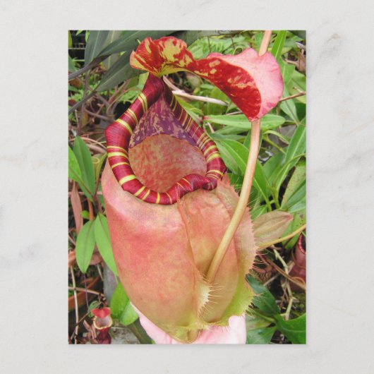 Nepenthes sumatrana Foto Postkarte (Vorderseite)