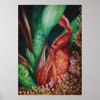 Nepenthes von Mesilau Watercolor Art Poster