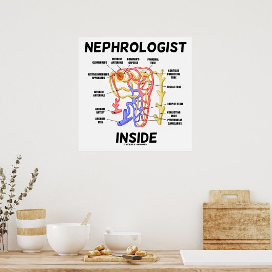 Nephrologe Inside Kidney Nephron Poster (Küche)