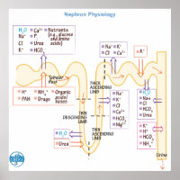 Nephron Physiologie