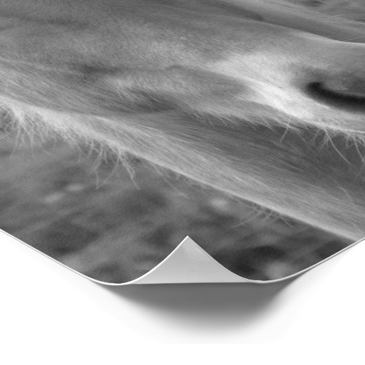 Neptun Poster (Ecke)