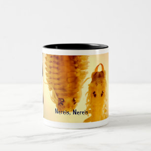 Nereis, Nereis Tasse
