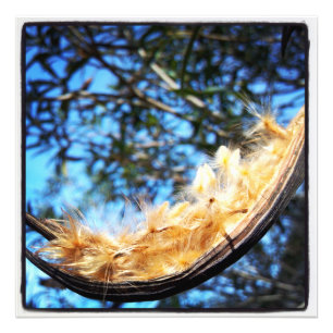 Nerium Oleander Seed Pod Color Foto Print