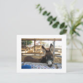 Nerja Donkey Sanctuary Postkarte (Stehend Vorderseite)