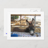 Nerja Donkey Sanctuary Postkarte (Vorne/Hinten)