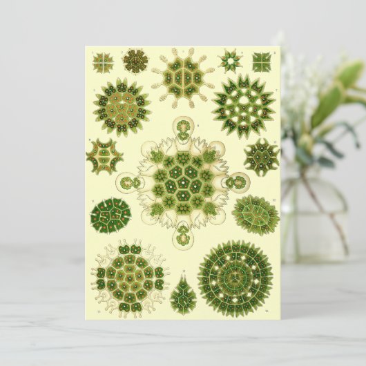 Nernhaeckel Sporen Einladung (Stehend Vorderseite)