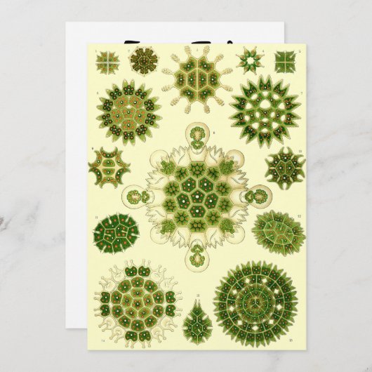 Nernhaeckel Sporen Einladung (Vorne/Hinten)