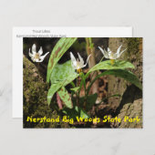 Nerstand Big Woods Staat Park Postcard Postkarte (Vorne/Hinten)