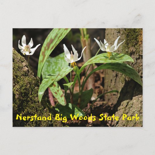 Nerstand Big Woods Staat Park Postcard Postkarte (Vorderseite)