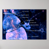Nerve Synapse Poster (Vorne)