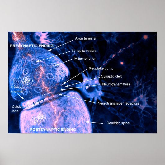 Nerve Synapse Poster (Vorne)