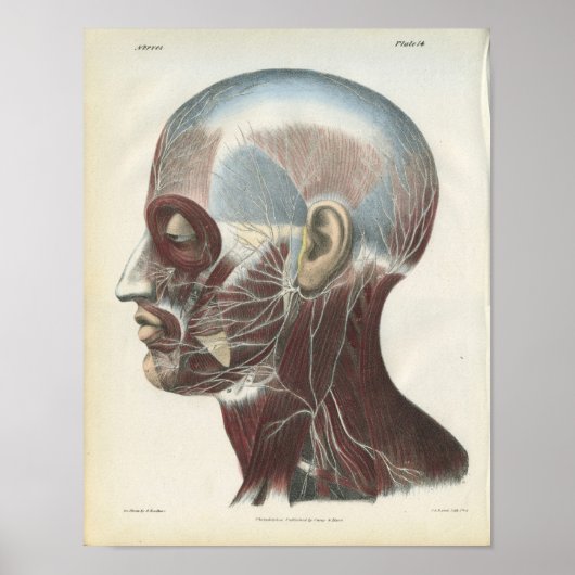 Nerven der Neck Anatomy Print Poster (Vorne)