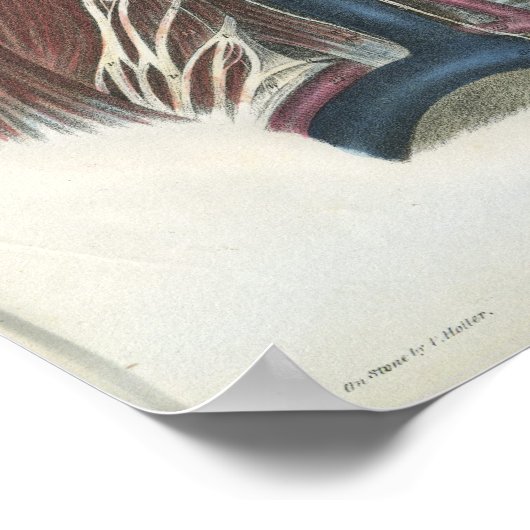 Nerven der Neck Anatomy Print Poster (Ecke)