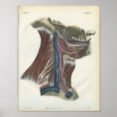 Nerven der Neck Anatomy Print Poster (Vorne)