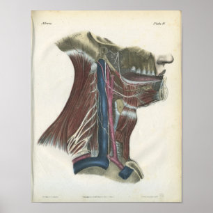 Nerven des Hals-Anatomie-Druckes Poster