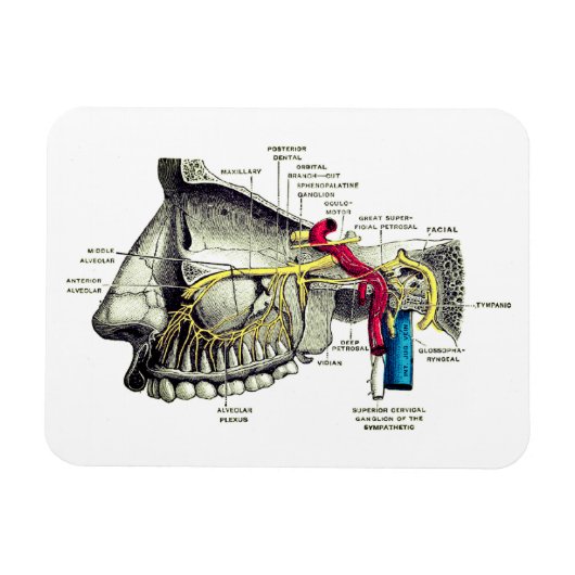 Nerven des Menschen Magnet (Horizontal)