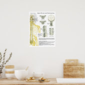 Nerven und Subluxationen Chiropraktisches Poster (Küche)