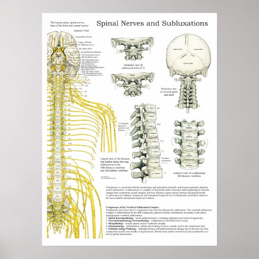Nerven und Subluxationen Chiropraktisches Poster (Vorne)