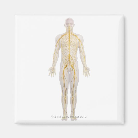 Nervensystem 2 magnet (Vorne)