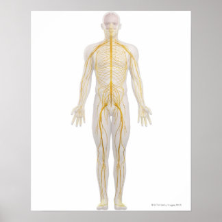 Nervensystem 2 poster