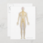 Nervensystem 2 postkarte (Vorne/Hinten)
