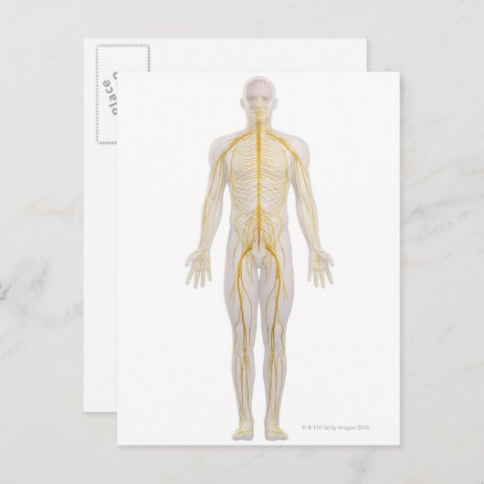 Nervensystem 2 postkarte (Vorne/Hinten)