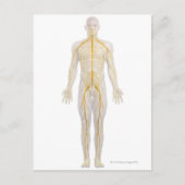 Nervensystem 2 postkarte (Vorderseite)