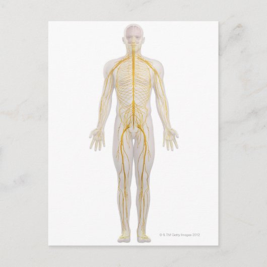 Nervensystem 2 postkarte (Vorderseite)