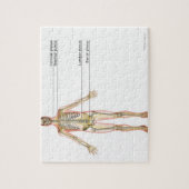 Nervensystem 2 puzzle (Vertikal)