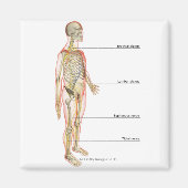 Nervensystem 3 magnet (Vorne)