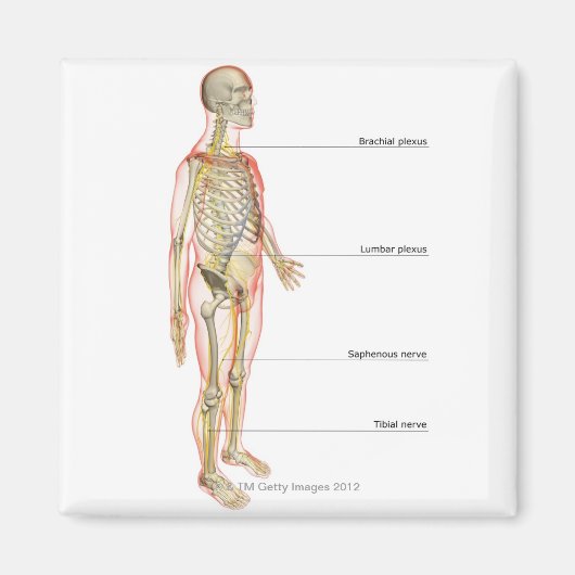 Nervensystem 3 magnet (Vorne)