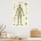Nervensystem Anatomie Poster (Küche)