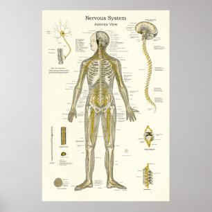 Nervensystem Anatomie Poster