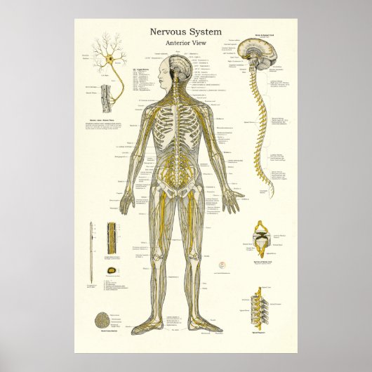 Nervensystem Anatomie Poster (Vorne)