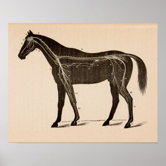 Nervensystem Anatomie Vintag drucken Poster (Vorne)