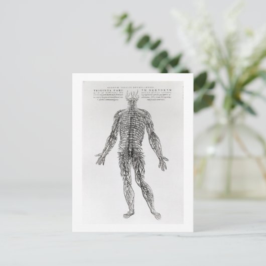 Nervensystem (b/w-Druck) Postkarte (Stehend Vorderseite)