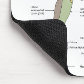 Nervensystem kutane Innervation obere Extremität Mousepad (Ecke)